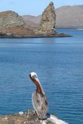 Brauner Pelikan vor grantioser Landschaft